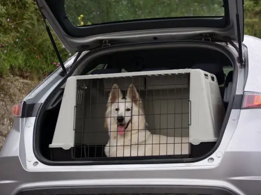 Biały pies w transporterze w bagażniku samochodu czeka na podróż.