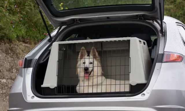Biały pies w transporterze w bagażniku samochodu czeka na podróż.